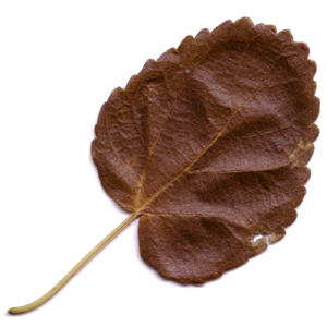 Linden leaf
